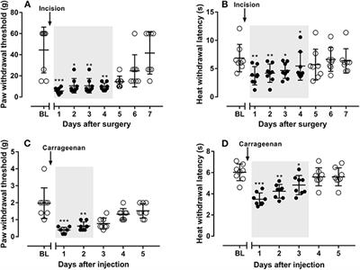 Antinociceptive Effects of Sinomenine Combined With Ligustrazine or Paracetamol in Animal Models of Incisional and Inflammatory Pain